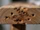 holzschädlinge